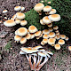 Hypholoma capnoides