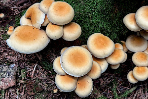 Hypholoma capnoides Conifer Tuft