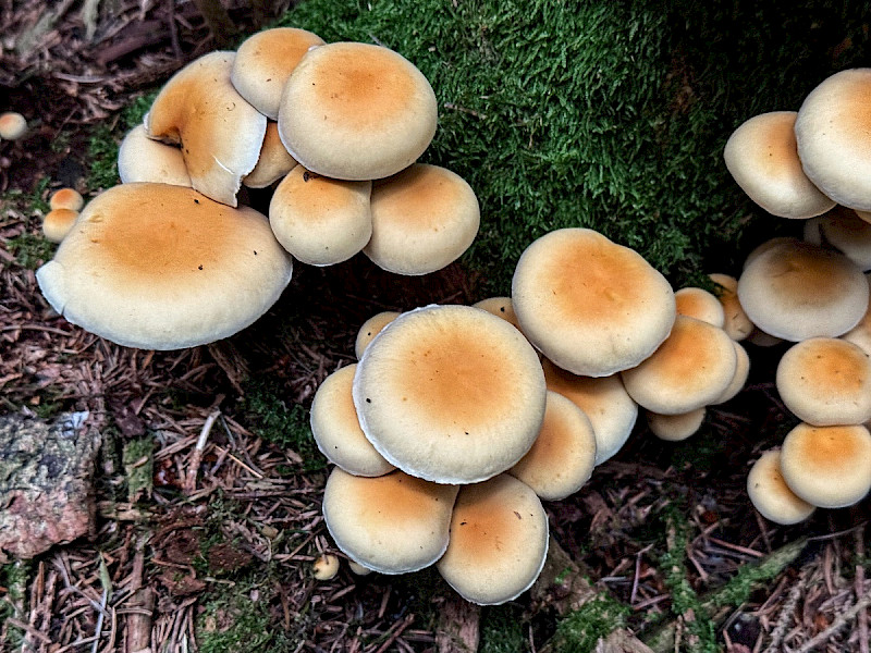 Hypholoma capnoides - &copy; Charles Hipkin