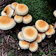 Hypholoma capnoides