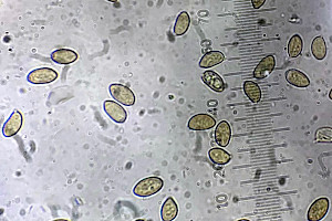 Fleecy Fibrecap: Inocybe flocculosa