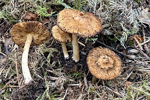 Fleecy Fibrecap: Inocybe flocculosa