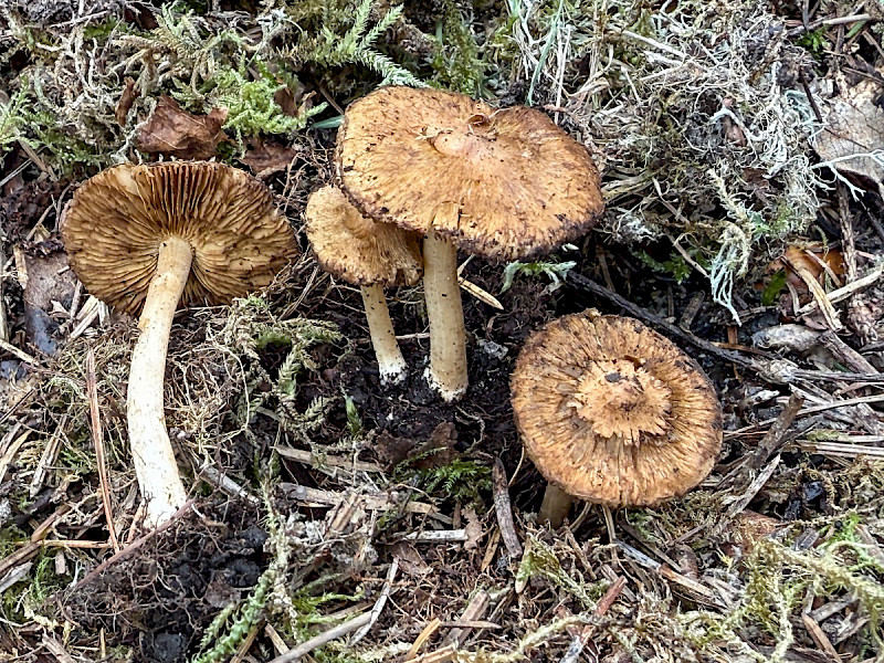 Inocybe flocculosa - &copy; Charles Hipkin