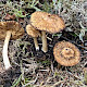 Inocybe flocculosa