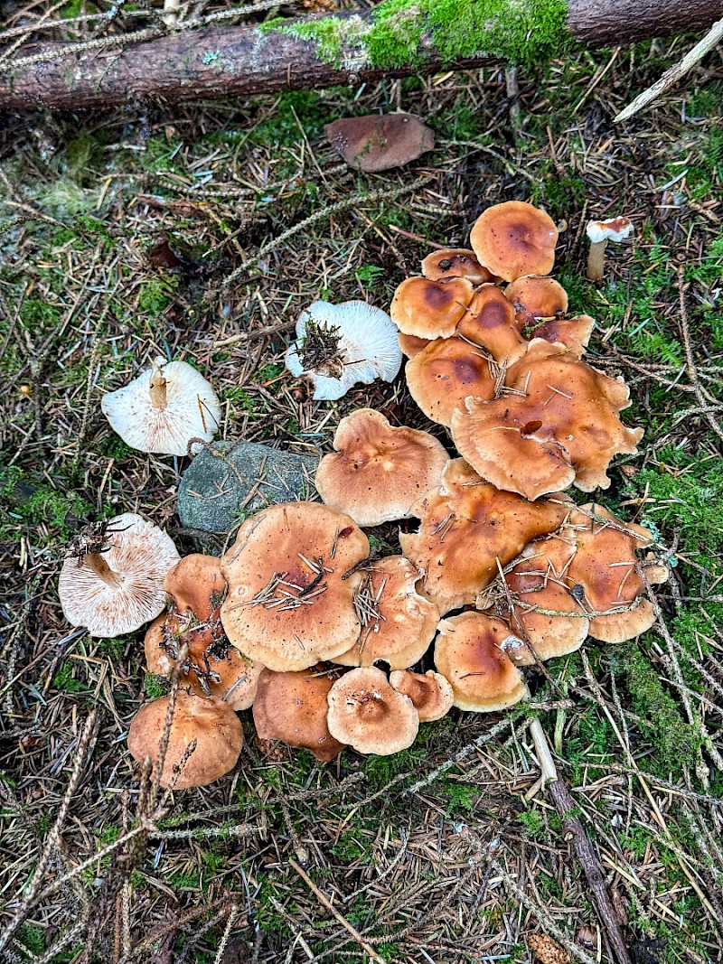 Rhodocollybia prolixa var. distorta - &copy; Charles Hipkin