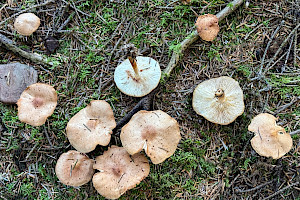 : Rhodocollybia prolixa var. distorta