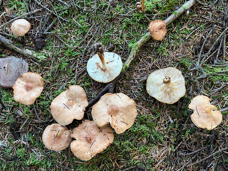 Rhodocollybia prolixa var. distorta - &copy; Charles Hipkin
