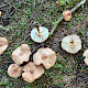 Rhodocollybia prolixa var. distorta