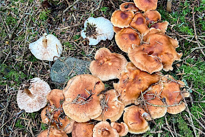 : Rhodocollybia prolixa var. distorta