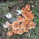 Rhodocollybia prolixa var. distorta