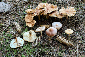 Rhodocollybia prolixa var. distorta 