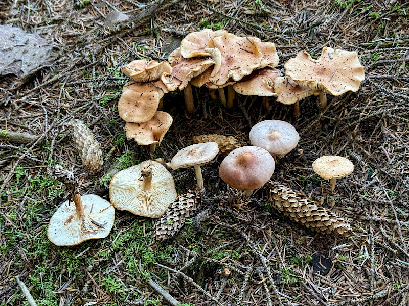 Rhodocollybia prolixa var. distorta - &copy; Charles Hipkin
