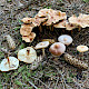 Rhodocollybia prolixa var. distorta