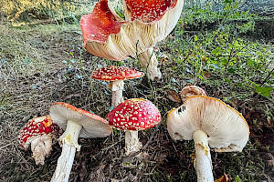 Fly Agaric: Amanita muscaria