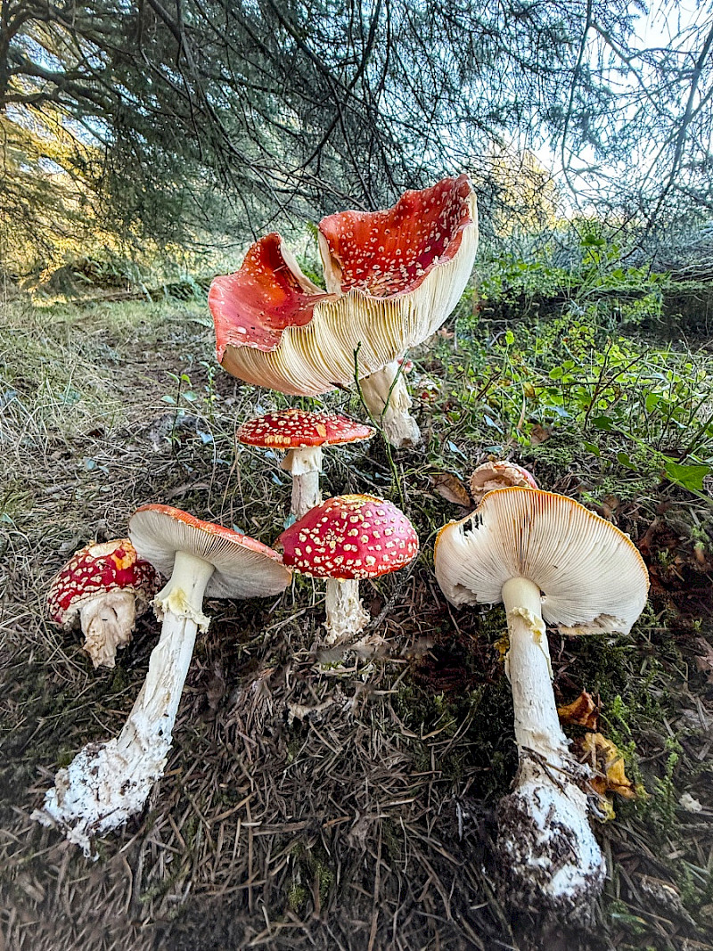 Amanita muscaria - &copy; Charles Hipkin