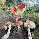 Amanita muscaria