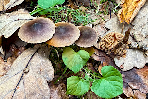 Cortinarius decipiens 