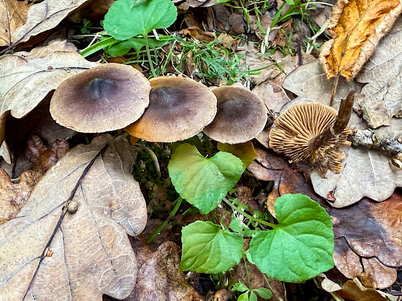 Cortinarius decipiens - &copy; Charles Hipkin