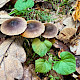Cortinarius decipiens