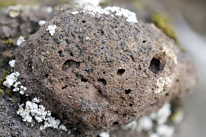 Arthonia fusca 
