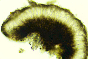 : Arthonia fusca