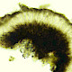 Arthonia fusca