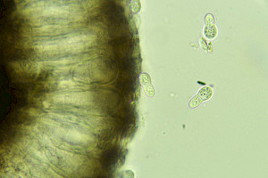 : Arthonia fusca