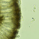Arthonia fusca