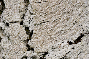 Lepra albescens Insipid Powdery-shielded Lichen