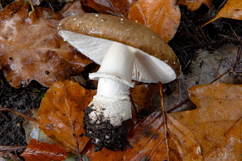 Amanita pantherina - &copy; Charles Hipkin