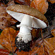 Amanita pantherina
