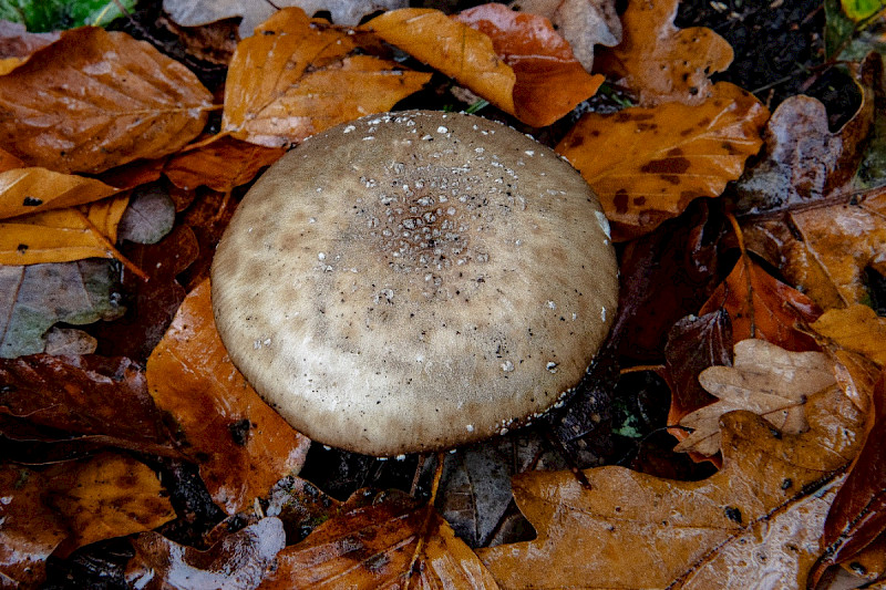 Amanita pantherina - &copy; Charles Hipkin