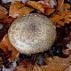Amanita pantherina