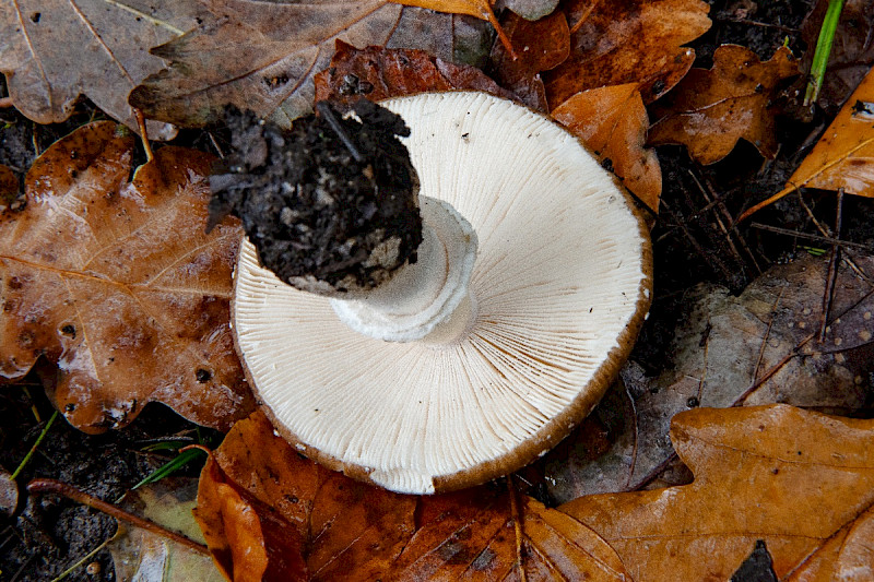 Amanita pantherina - &copy; Charles Hipkin