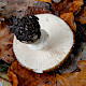 Amanita pantherina
