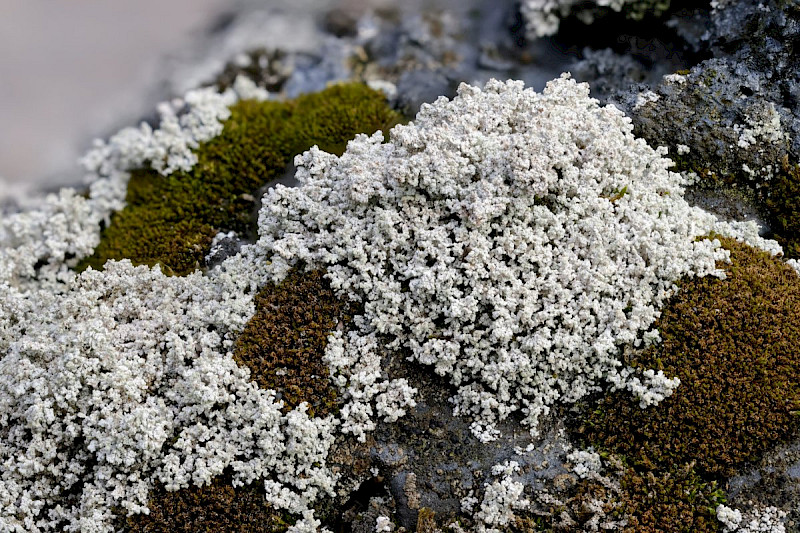 Stereocaulon nanodes - &copy; Barry Stewart