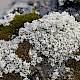 Stereocaulon nanodes