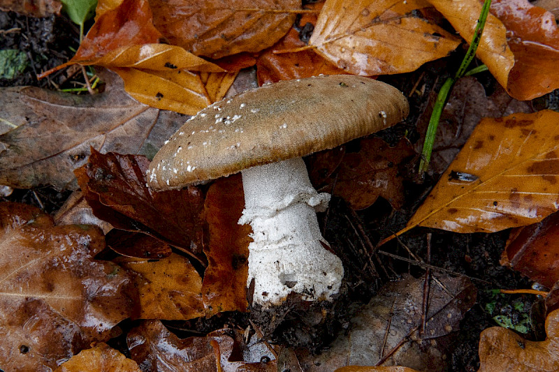 Amanita pantherina - &copy; Charles Hipkin