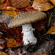 Amanita pantherina