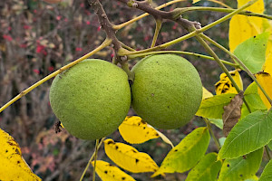 Black Walnut: Juglans nigra