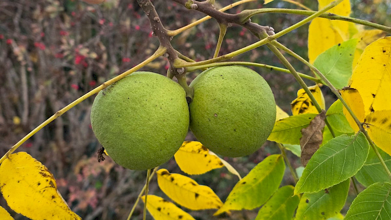 Juglans nigra - &copy; Barry Stewart