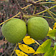Juglans nigra