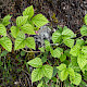 Rubus saxatilis