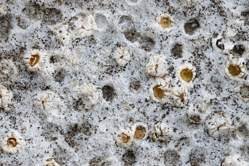 Petractis clausa - &copy; Barry Stewart