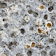 Petractis clausa