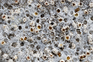 : Petractis clausa