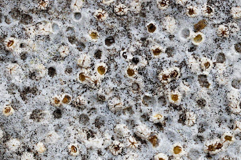 Petractis clausa - &copy; Barry Stewart