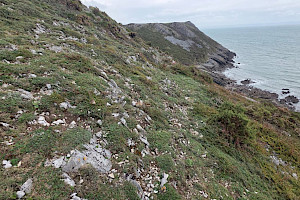 : Petractis clausa