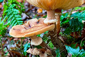 Honey Fungus: Armillaria mellea