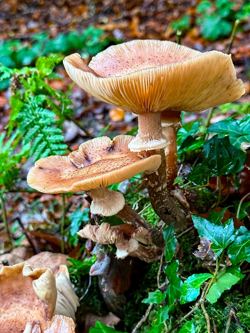 Armillaria mellea - &copy; Charles Hipkin